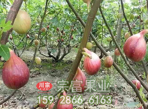 无花果苗落果的解决方法