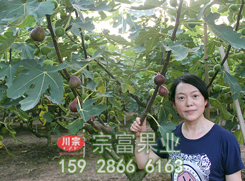 宗富无花果苗浅谈：施用化学肥料6大注意事项