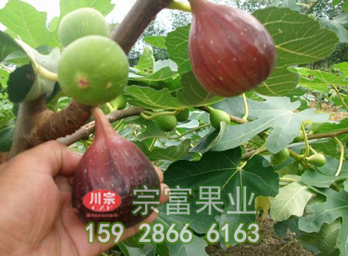 无花果苗什么时间施肥效果好？