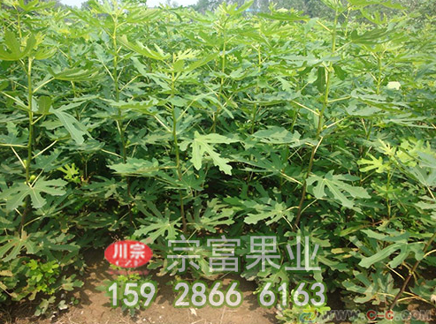 无花果苗要怎么养植才能结的果实多