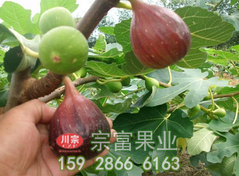 无花果苗落果我们应该这样正确操作