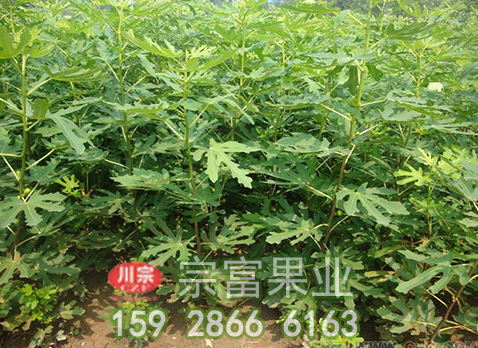 无花果苗能治白癜风？是真的吗？
