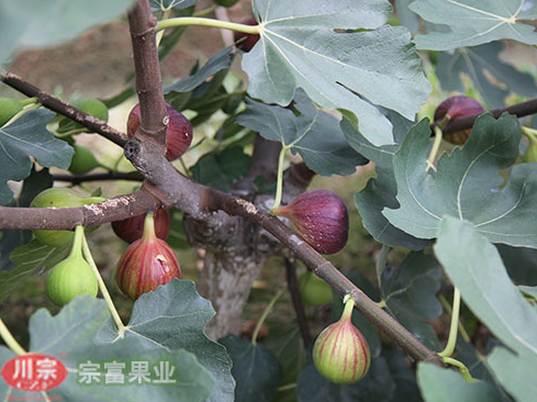 无花果苗施肥量的确定