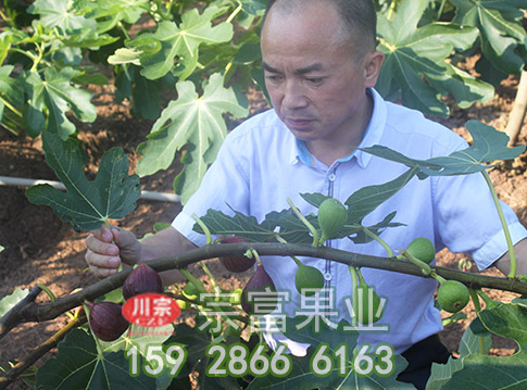无花果苗扦插四步到位