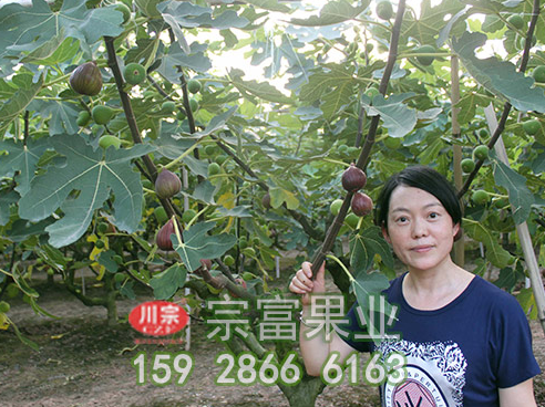 无花果苗锈病识别及防治方法