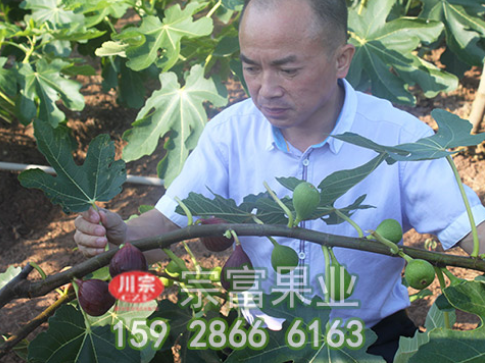 无花果苗施肥要领