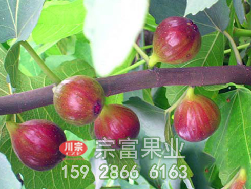 无花果苗自然变异和杂交育种