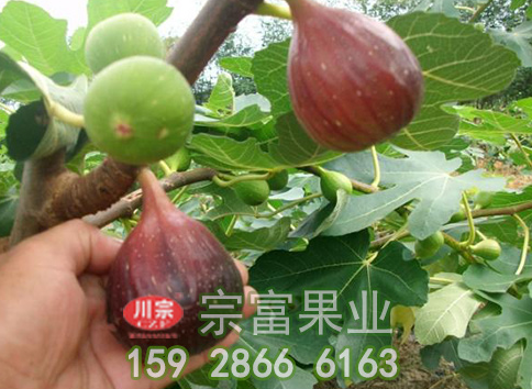 解答网友问无花果苗丰产栽培前的技术