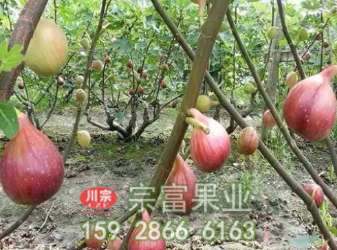 无花果苗栽种时有哪些注意事项呢