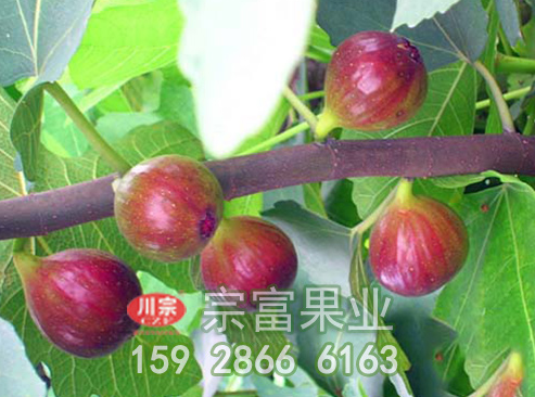 无花果苗常见的病虫害防治