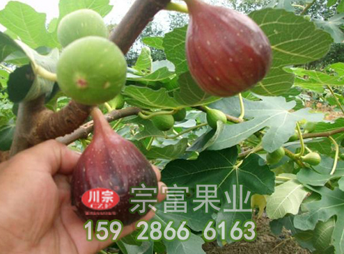介绍无花果苗如何防止病虫害