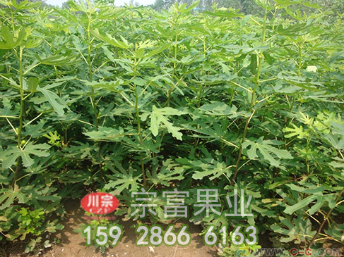 无花果苗黑绒金龟的危害及防治