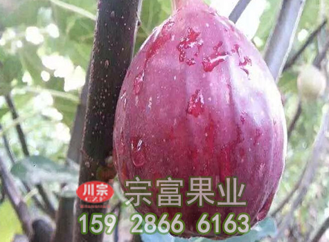 无花果树苗覆膜栽培的好处