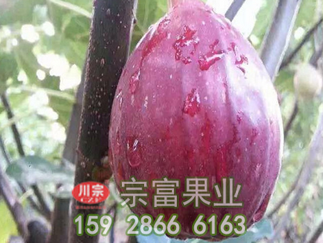 无花果种苗的栽培要点
