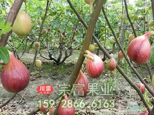 无花果苗引种繁育方法有几种