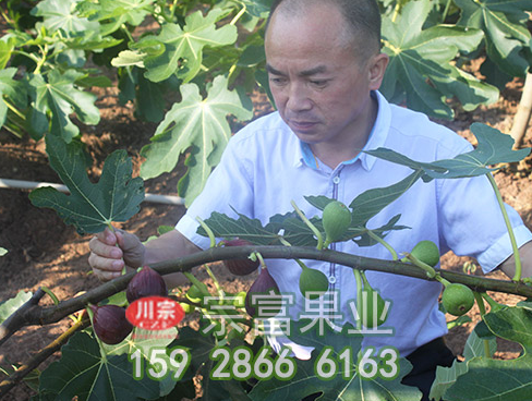无花果苗的害虫防治有效方法