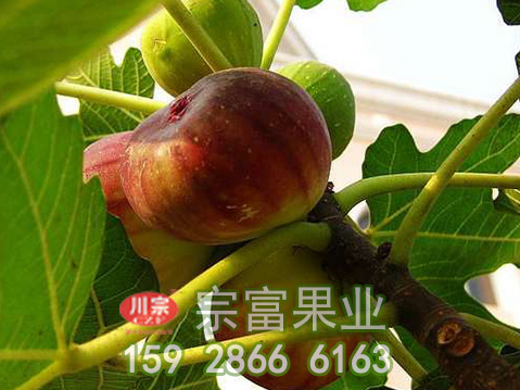 无花果树苗盆栽技术