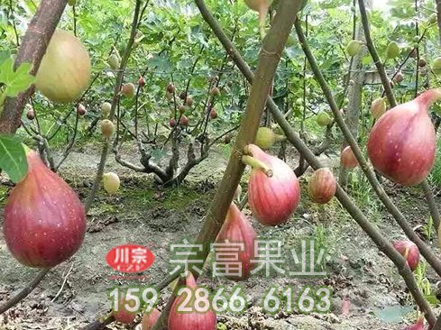 无花果苗土壤的选择非常重要
