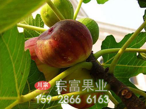盆栽无花果种植修剪方法详细介绍