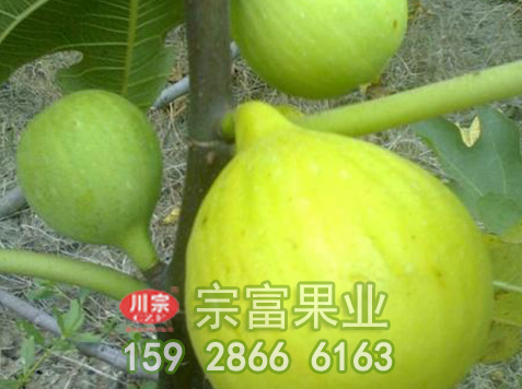 无花果苗栽后管理技术