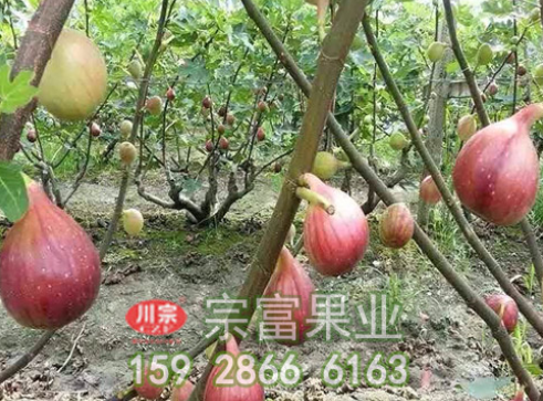 无花果苗土壤的选择非常重要