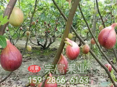 宗富无花果苗基地浅析:栽植管理