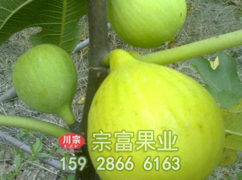 无花果苗一般都是几年结果一次