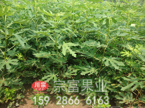 无花果苗黄刺蛾的基本知识