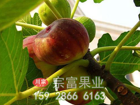 无花果苗哪个品种好