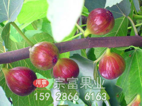 无花果苗高产栽培技术