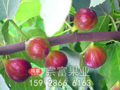 无花果干的制作方法