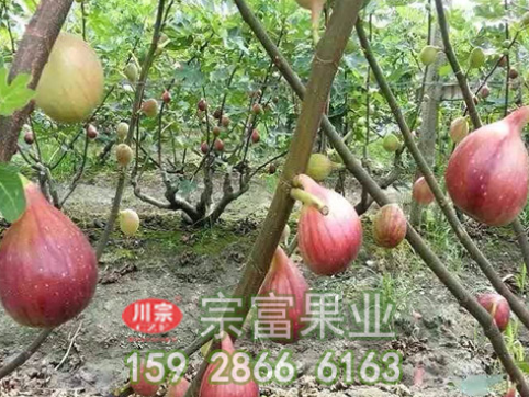 无花果苗土壤的选择非常重要