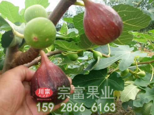 无花果苗落果的解决方法
