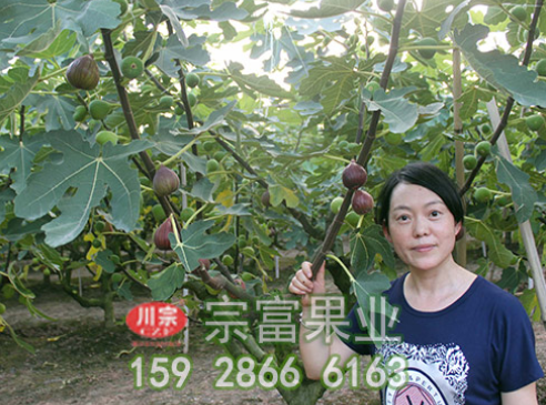 无花果苗园如何选址