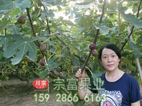 无花果苗越冬期耕翻土壤可改善结构增加肥力