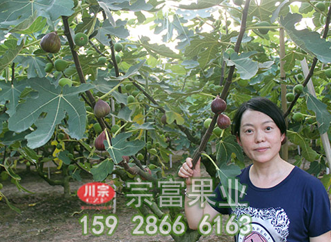 无花果苗该如何进行选项？