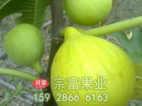 无花果苗圃覆膜栽培到底有多少好处？