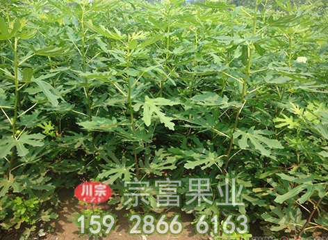 无花果苗土壤的选择非常重要