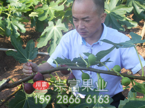 无花果苗栽植管理