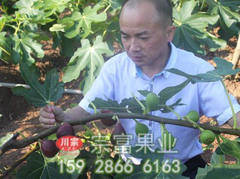 无花果树苗覆膜栽培的好处