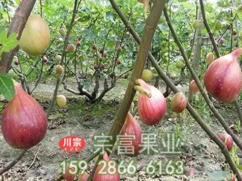无花果苗落果的解决方法