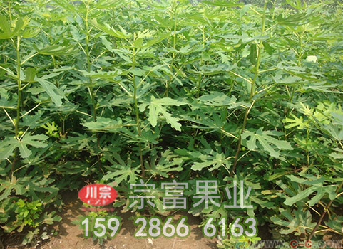 无花果苗套袋时一定要正确套袋