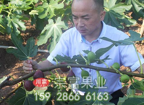 无花果苗的三种灌溉方法