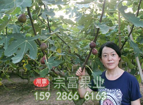 无花果苗具有哪些特点，栽种时有哪些注意事项呢