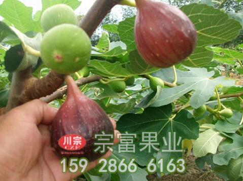无花果苗发生肥害咋预防