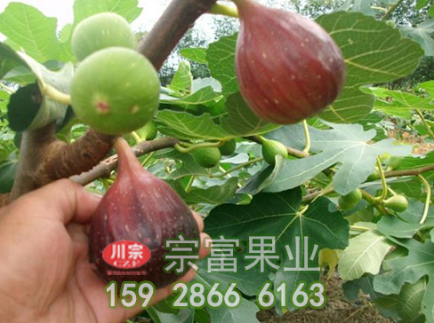 无花果苗自然变异和杂交育种