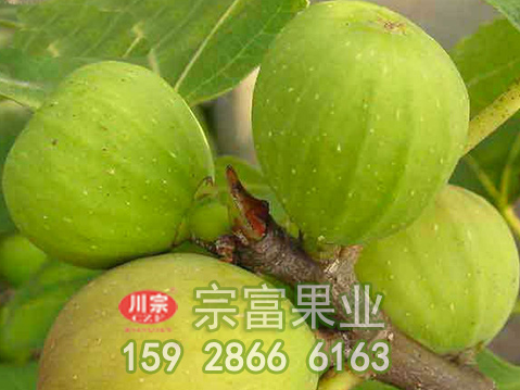 无花果苗种植期间如何预防病虫害？