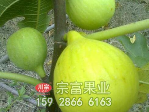 宗富无花果苗浅谈：施用化学肥料6大注意事项