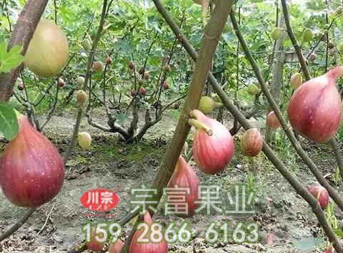 无花果苗盆栽技术