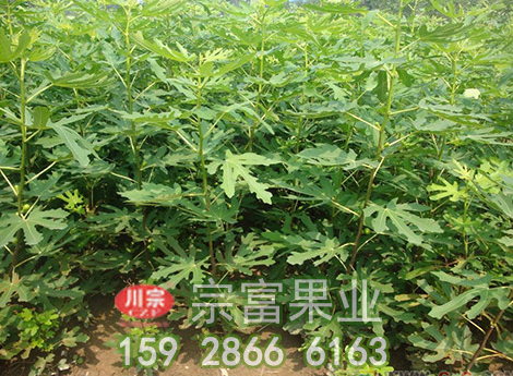 无花果苗接芽的知识